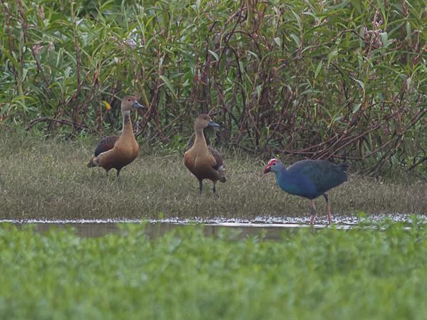 <h3><a href="/trips/srilanka/biota/animalia/chordata/aves/007 anseriformes/003 anatidae/dendrocygna javanica/dendrocygna javanica-nl.html">Dendrocygna&nbsp;javanica</a> / Lesser&nbsp;whistling&nbsp;duck / Indische&nbsp;fluiteend</h3>NIKON D500 met AF-S Nikkor 300mm f/2.8G IF-ED VR II, 1/250 sec  bij F5.6, ISO 1600, afstand 44.6&nbsp;m